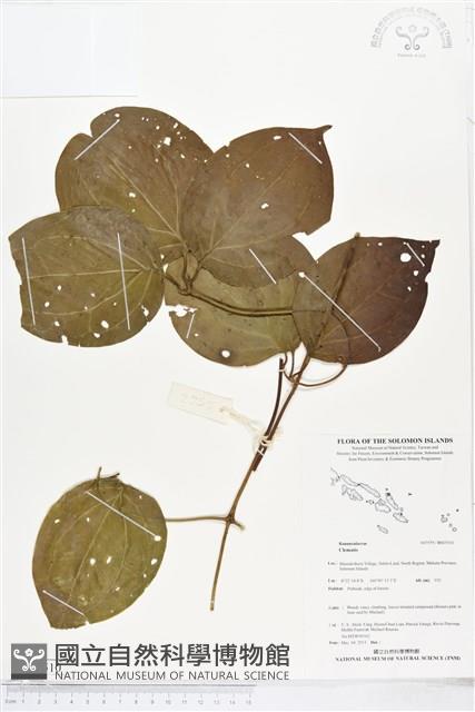 登錄號:BS05510藏品圖，第1張