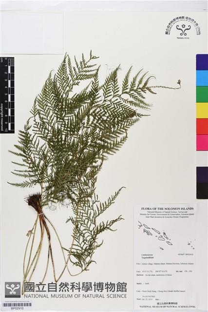 登錄號:BP02910藏品圖，第1張