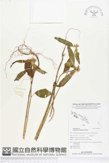 猩猩草藏品圖，第1張