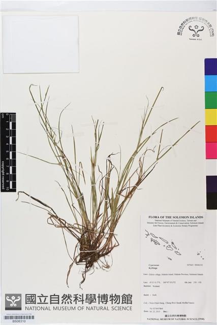 登錄號:BS06310藏品圖，第1張