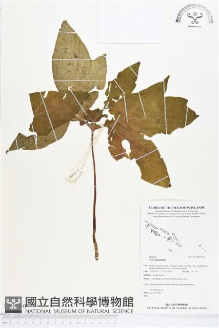 登錄號:BS02310藏品圖，第1張