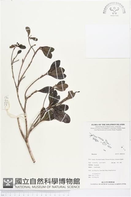 登錄號:BS03310藏品圖，第1張