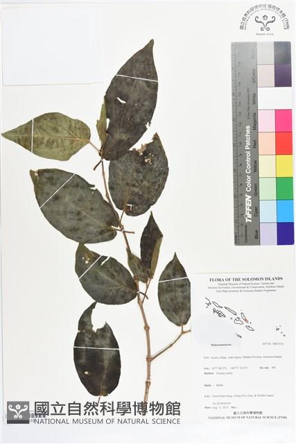 登錄號:BS07310藏品圖，第1張