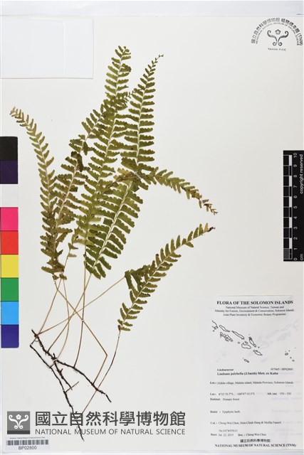 登錄號:BP02800藏品圖，第1張