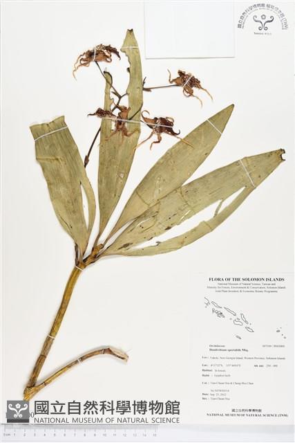 大鬼石斛蘭藏品圖，第1張