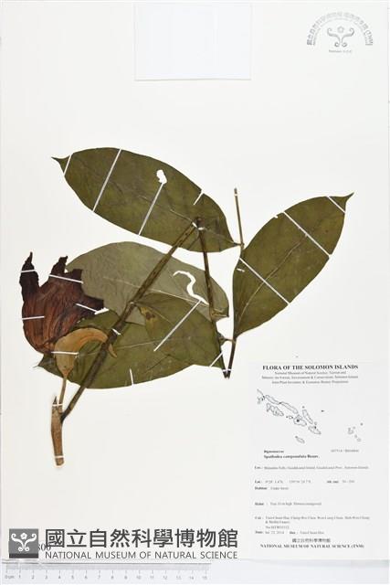 火燄木藏品圖，第1張