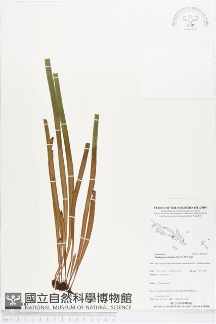 登錄號:BP02000藏品圖，第1張