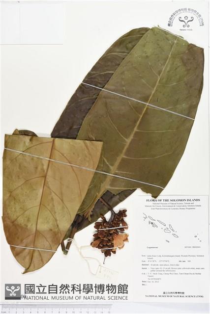 登錄號:BS02000藏品圖，第1張