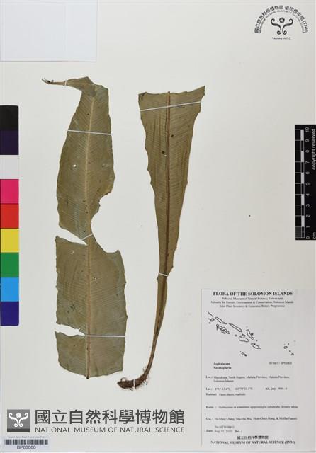 登錄號:BP03000藏品圖，第1張
