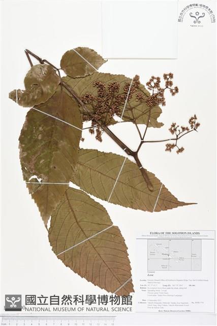 登錄號:BS01600藏品圖，第1張