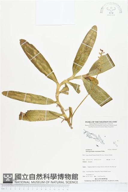 登錄號:BS04600藏品圖，第1張