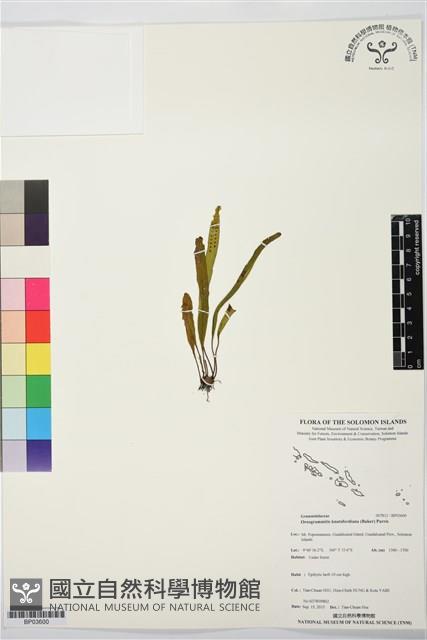 登錄號:BP03600藏品圖，第1張