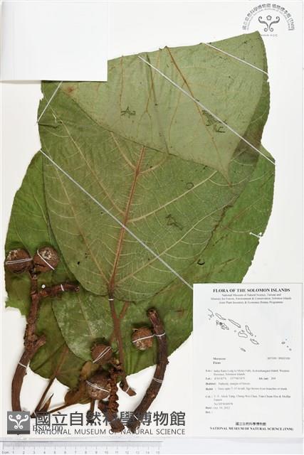登錄號:BS02100藏品圖，第1張