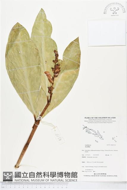 登錄號:BS05100藏品圖，第1張