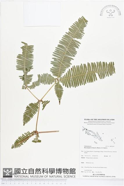 芒萁藏品圖，第1張