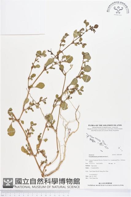 假海馬齒藏品圖，第1張