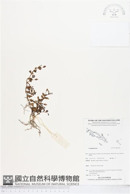 登錄號:BS05400藏品圖，第1張
