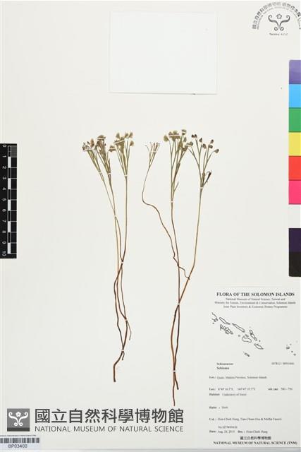 登錄號:BP03400藏品圖，第1張
