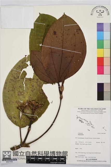 登錄號:BS07400藏品圖，第1張