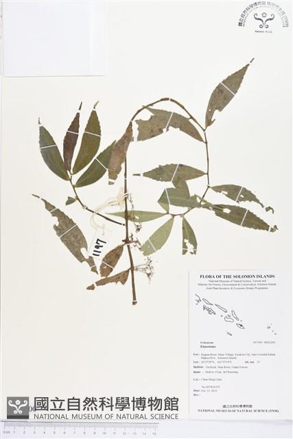 登錄號:BS02200藏品圖，第1張