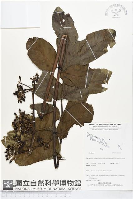 登錄號:BS05200藏品圖，第1張