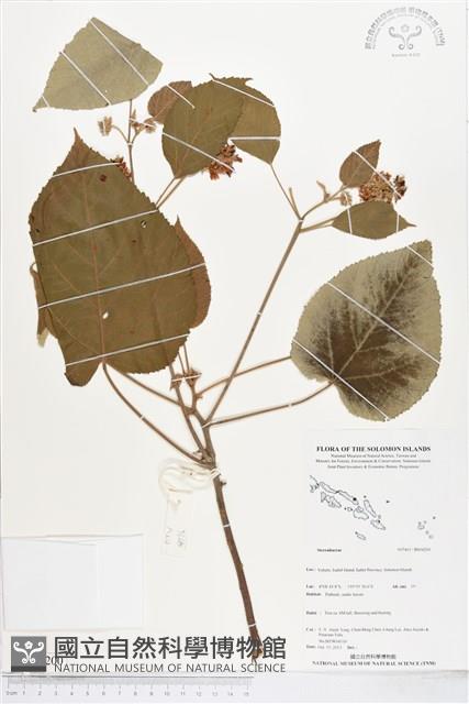 登錄號:BS04200藏品圖，第1張