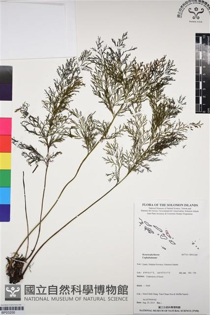 登錄號:BP03200藏品圖，第1張