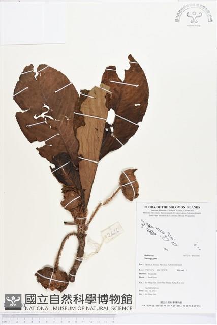登錄號:BS03200藏品圖，第1張