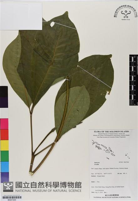 登錄號:BS07200藏品圖，第1張