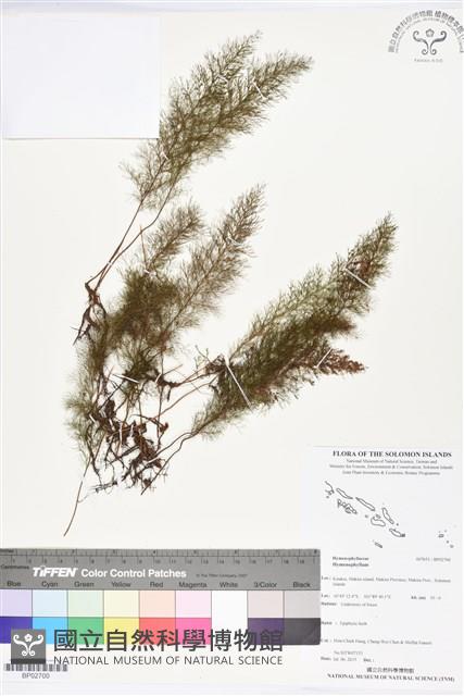 登錄號:BP02700藏品圖，第1張