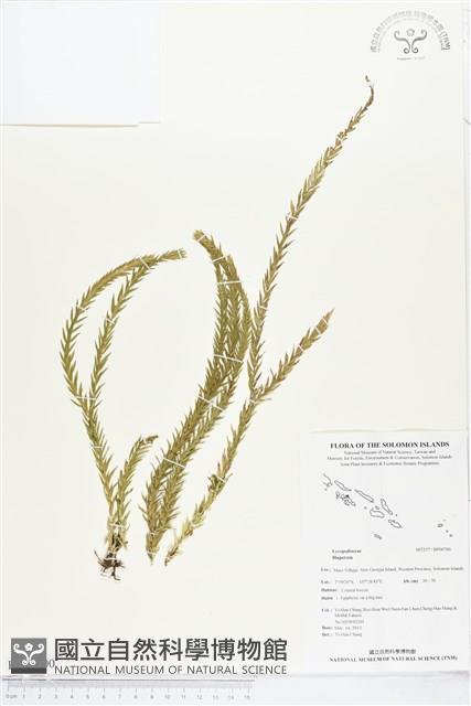 登錄號:BP00700藏品圖，第1張