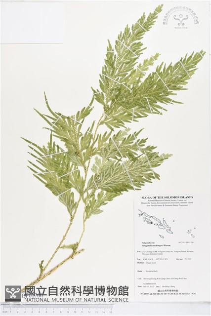 Accession Number:BP01700 Collection Image