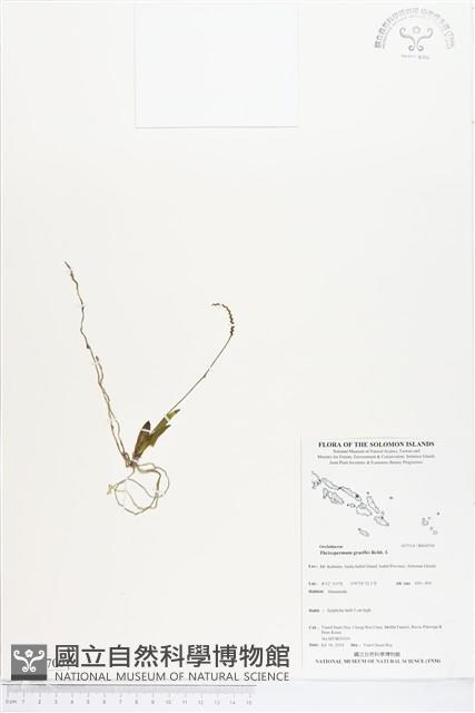 登錄號:BS04700藏品圖，第1張