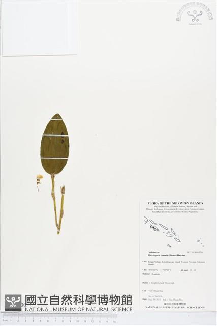 木斛、鬚唇暫花蘭藏品圖，第1張