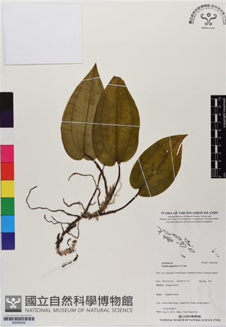 登錄號:BS06500藏品圖，第1張