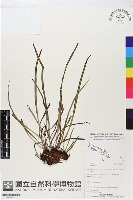 登錄號:BP02500藏品圖，第1張