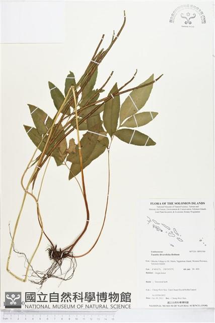 登錄號:BP01500藏品圖，第1張