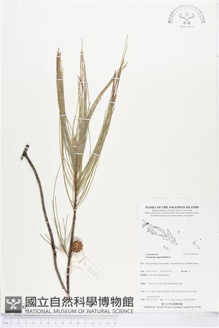 木麻黃藏品圖，第1張