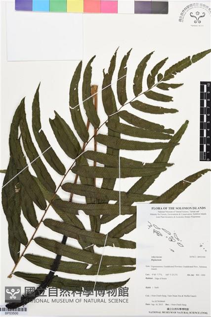 登錄號:BP03500藏品圖，第1張