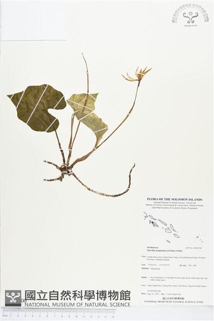 登錄號:BS03500藏品圖，第1張