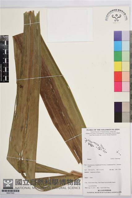 登錄號:BS07500藏品圖，第1張