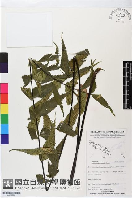 革葉鐵角蕨藏品圖，第1張