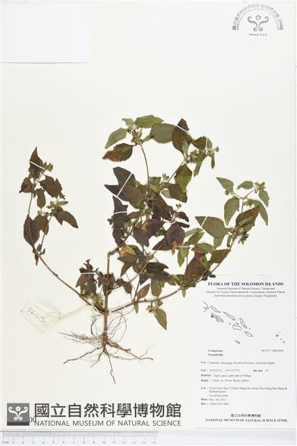 登錄號:BS02900藏品圖，第1張