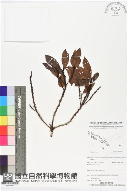 登錄號:BS05900藏品圖，第1張
