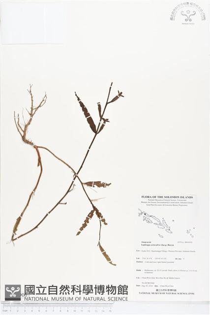 水丁香藏品圖，第1張