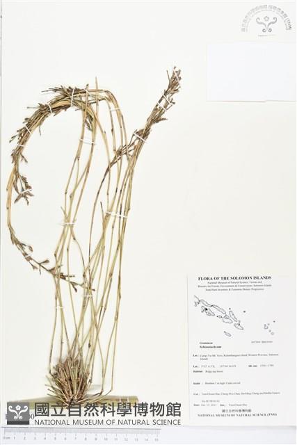 登錄號:BS03900藏品圖，第1張