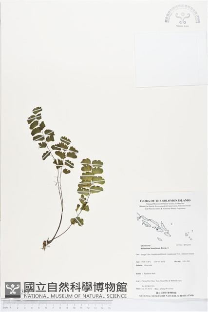 月芽鐵線蕨藏品圖，第1張