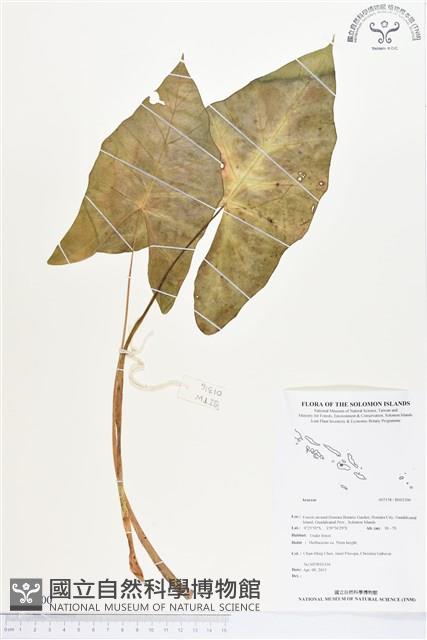 登錄號:BS02300藏品圖，第1張