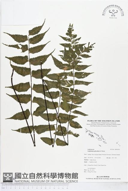 革葉鐵角蕨藏品圖，第1張