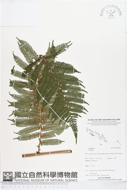 登錄號:BP01300藏品圖，第1張